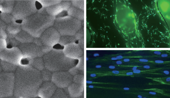 3D Printed Renewable Artificial Bone envir
